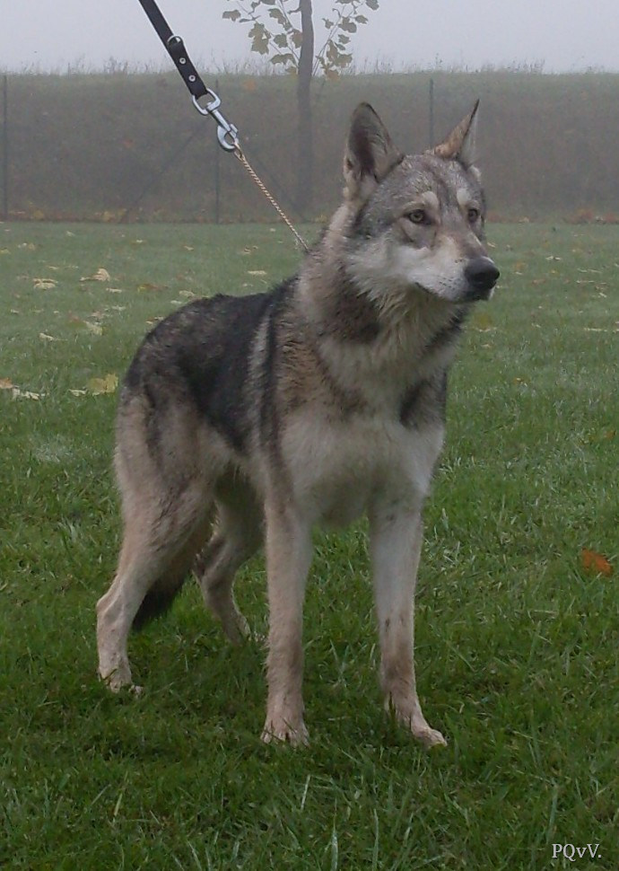  Gimini-Criquette d’Angeli Fee